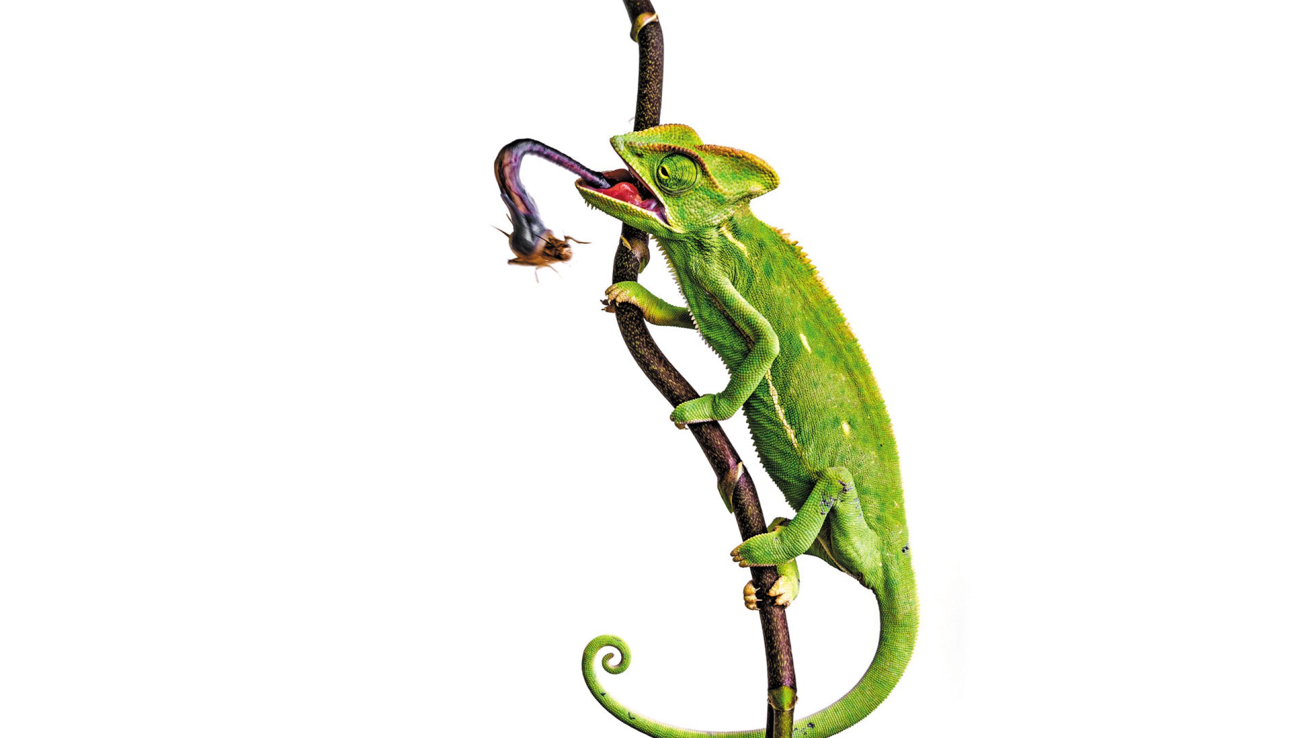 The Tongue – Not a Thing to Underestimate!