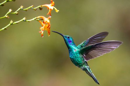 The Hummingbird: Small in Size, Great in Art